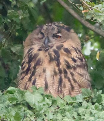 08.07.2015 Ludwigsburg