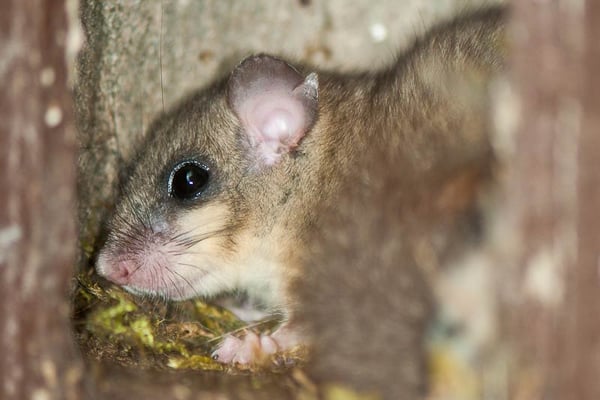 31.07.2011 Schwieberdingen Heimberg Foto von Romeo Cotrus; ein Siebenschläfer (Glis glis) in einem Nistkasten