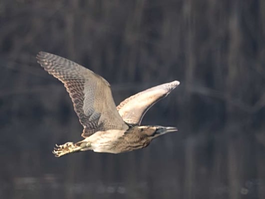 17.02.2019 bei Frankfurt