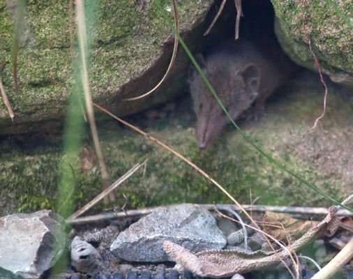 Spitzmaus 2011 in Trockenmauer: auffallend lange Schnauze, dunkler Strich auf Schnauze, Schnauze vorne ähnlich zu einem Schweinerüssel; Weißzahn-Spitzmaus (Crocidura sp.). 01.10.2011 Schwieberdingen Gartenstr. Kamera: Canon EOS 5D MkII /100-400