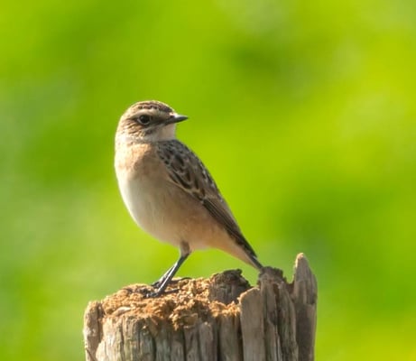 22.08.2015 Hemmingen