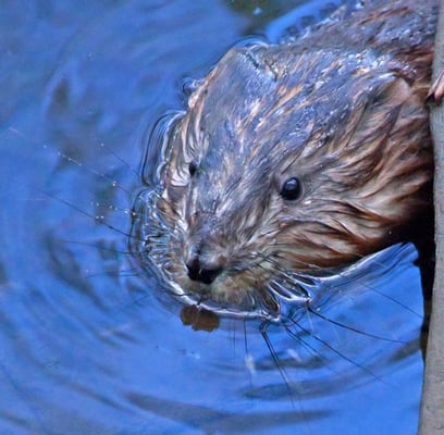 26.04.2012 Bissingen Enz bei Leudelsbachmündung Kamera: Canon EOS 5D MkII / 100-400