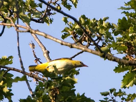 Pirol alias Goldamsel im Glemstal (Oriolus oriolus) [Foto: 5.8.2009, Hemmingen, Zeilwald Richtung Eberdingen]