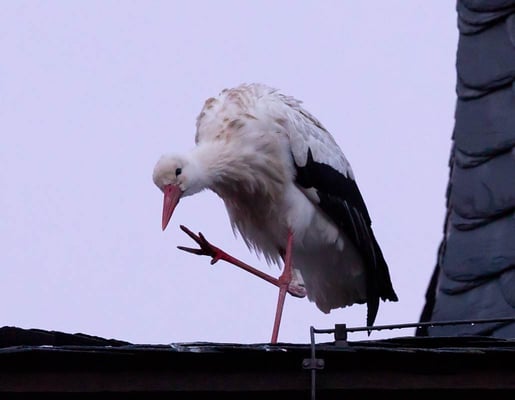 Weißstorch und Schwarzstorch [Foto: Weißstorch übernachtet in Schwieberdingen auf dem Turm der Georgskirche, 26.02.2014]