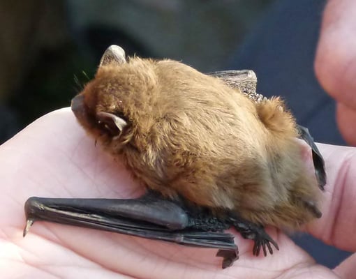 24.03.2012 Schwieberdingen Feuchtgebiet Markt Foto Günter Zerweck; Die Rauhautfledermaus hat leider einen offenen Bruch im Ellbogenbereich lt. Ewa Paliocha