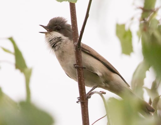 05.05.2015 Schwieberdingen