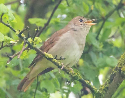 01.05.2015 Markgröningen