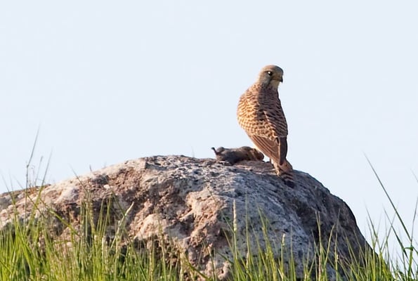4.5.2011 Schwieberdingen Erddeponie Froschgraben, Südeingang Kamera: Canon EOS 5D MkII / 100-400
