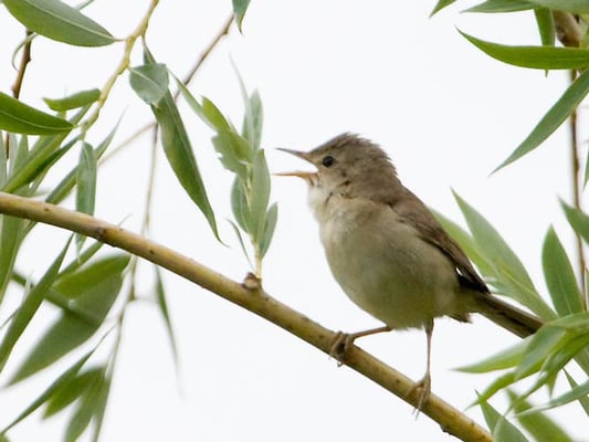 11.7.2008 Schwieberdingen-Markt