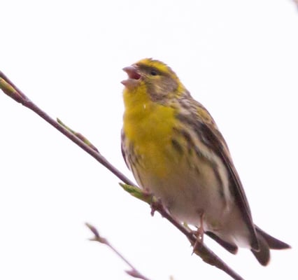 12.04.2015 Schwieberdingen