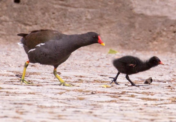 12.07.2015 Stuttgart