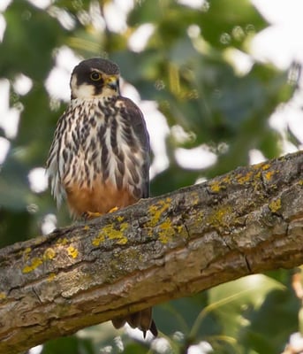 26.07.2015 Pleidelsheim