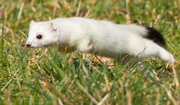 Hermelin (Mustela erminea)12.02.2016 Stuttgart beim Schloss Solitude Kamera: Canon EOS 5D MkIII/ 500f4 x 2.0