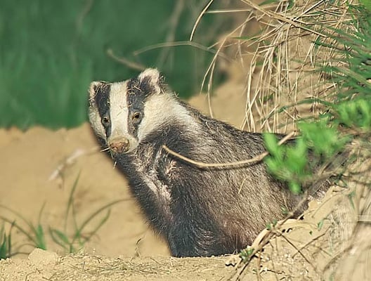 21.4.2010 20:53 Hemmingen im Glemstal bei der Hagmühle; Foto: Romeo Cotrus; 