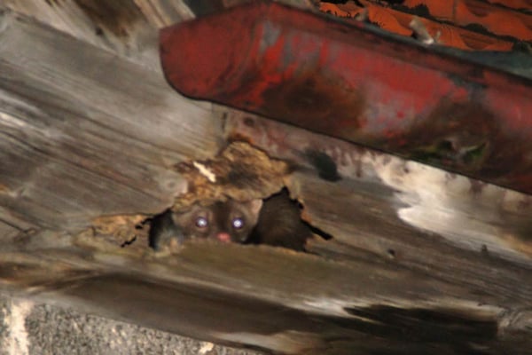 20.09.2011 Hemmingen Lerchenstr. Foto von Peter Krips;  Ein Marder in Hemmingen in seiner Wohnung erwischt. Der Marder wohnt an einer Scheune in einer hohlen Holzröhre in ca. 5m Höhe.