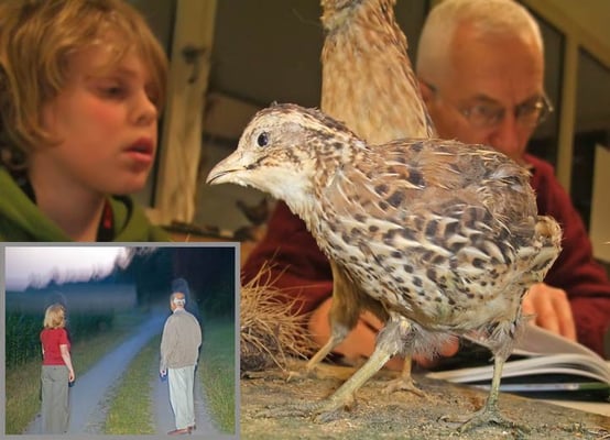 Wachteln im Glemstal (Coturnix coturnix)) [Foto oben: präpariertes Wachtelhuhn im NABU-Raum Schwieberdingen am 15.12.2009,  Foto links unten: Im  Immental bei Schwieberdingen zeigt Helmut Theurer am 1.7.2009 in der Abenddämmerung zwei Wachtelhähne