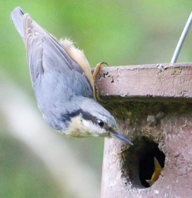 Kleiber im Glemstal (Sitta europaea)   [Foto: Kleiber mit Jungem in Markgröningen an einem Nistkasten im Leudelsbachtal , 16.5.2010]