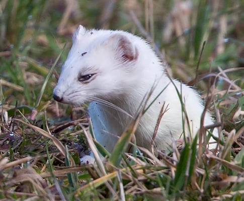 12.02.2016 Stuttgart beim Schloss Solitude Kamera: Canon EOS 5D MkIII/ 500f4 x 2.0; Das Hermelin war scheu. Ständig ist es in einem seiner Löcher und schaut dann nur wenig heraus