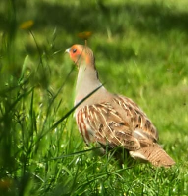 08.05.2015 Schwieberdingen