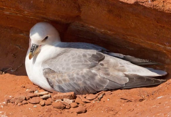 05.06.2015 Helgoland