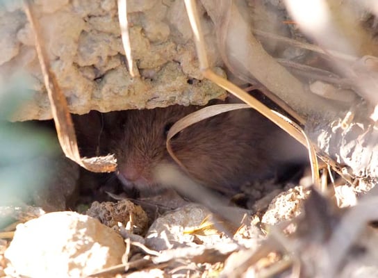 eine kleine Maus (Rötelmaus?)