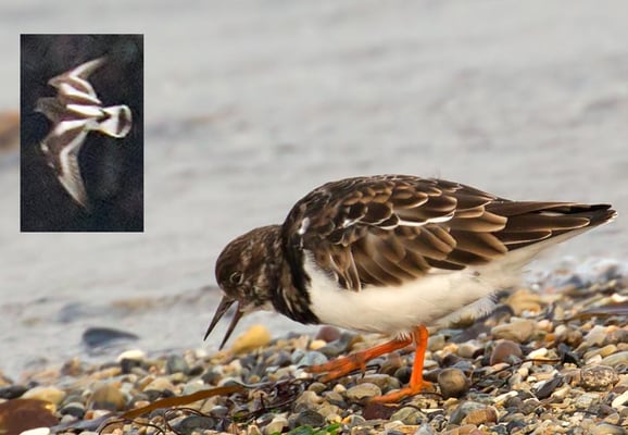 05.11.2015 Helgoland