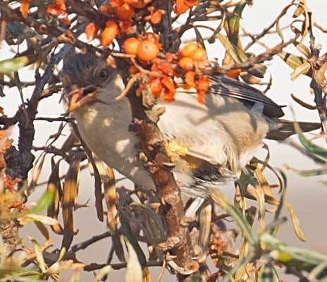 11.10.2018 Helgoland