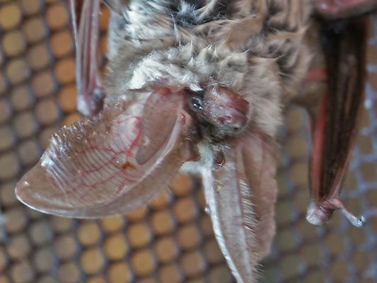 17.7.2003 Schwieberdingen Kamera: Minolta Dimage 7 Foto von Eberhard Häussermann; die langen Ohren weisen etwa 22 bis 24 Querfalten auf Der vordere Ohrrand ist stark bewimpert 