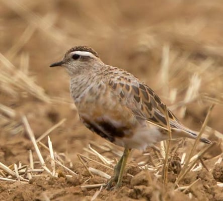 06.09.2015 Hemmingen