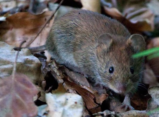 ine Maus im Zeilwald: mit "rötelrotem" Rückenfell und hellgräulichen Füßen. Die Augen sind recht groß. Typisch für die Rötelmaus.