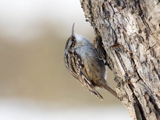 Gartenbaumläufer im Glemstal (Certhiidae)  [Foto: Gartenbaumläufer in Streuobstwiese bei Schwieberdingen, 10. Jan. 2009]