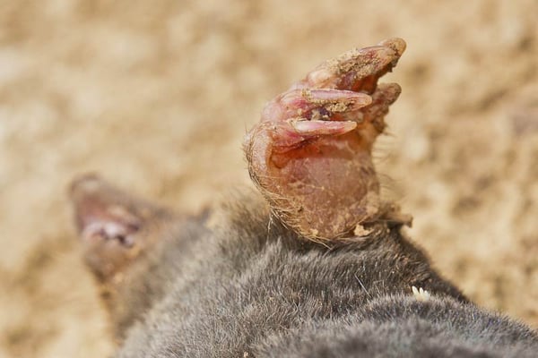 Grabhand eines Maulwurfs; 15.5.2011 Schwieberdingen Heimberg, beim grünen Klassenzimmer Foto von Romeo Cotrus