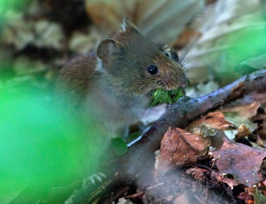 mampft was Grünes: Rötelmaus (Myodes glareolus)