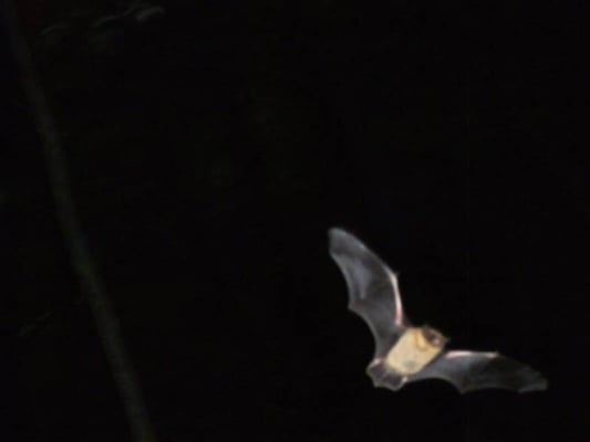 16.9.2010 19:35 Schwieberdingen Neumühle, auf dem Waldweg Kamera: Fuji Finepix F200, ISO400, 1/60s, Fledermaus in Schwieberdingen, auf dem Waldweg unterwegs, immer hin und her auf dem Weg. Unter den Ästen. Ca. 30m Strecke. in der frühen Dämmerung. 