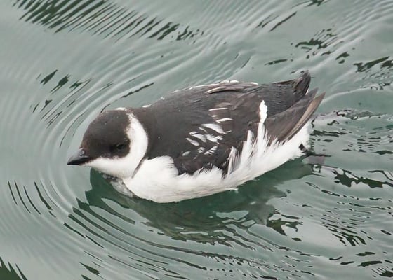 06.11.2015 Helgoland