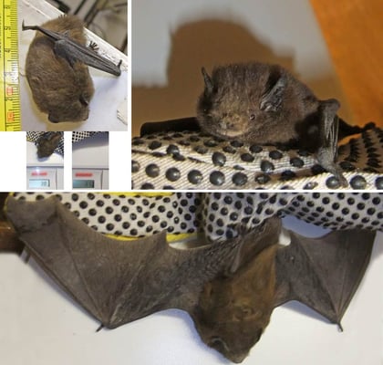 19.03.2013 Schwieberdingen Gartenstrasse Kamera: Fuji Finepix F200; Vermessung: Ca. 5,5 cm lang 7 g schwer (38 g Fledermaus mit Handschuh, minus 31 g Handschuh ohne Fledermaus). Das ist mehr als 5 g und damit aus Sicht von Ewa gut.