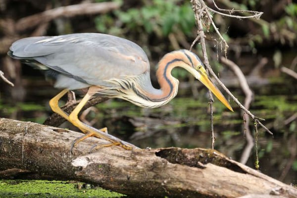 06.06..2022 Lingenfelder Altrhein