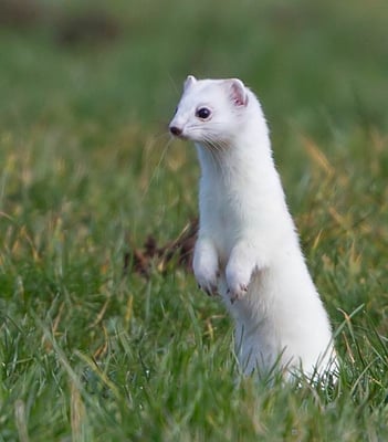 12.02.2016 Stuttgart beim Schloss Solitude Kamera: Canon EOS 5D MkIII/ 500f4 x 2.0; das Hermelin machte gelegentlich Männchen