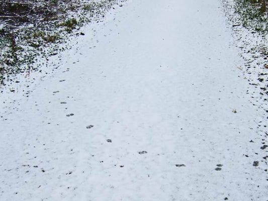 22.11.2008 Hemmingen-Zeilwald Kamera: Fuji Finepix F30; Fuchsspur im Schnee