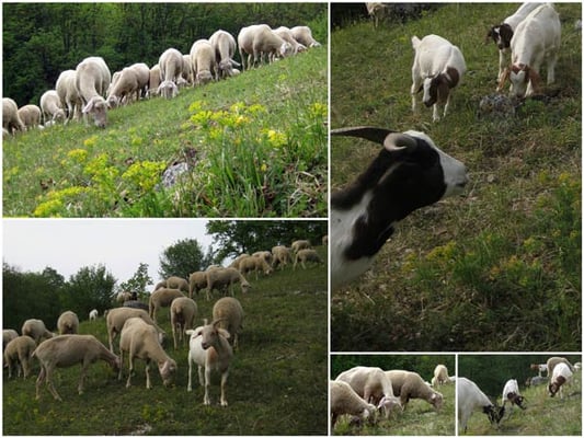 "Hammel"-Rain: Orchideenfresser am Hammelrain; 6.5.2011 Markgröningen Glemstal, Steinbruch Foto von Susanne H.