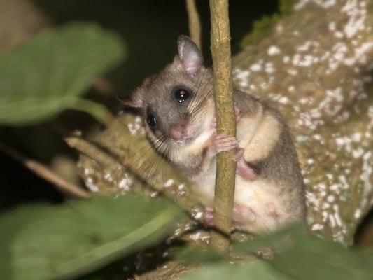 Bilche im Glemstal [Siebenschläfer, Foto von Andreas Gölzer, nachts im Rotenackerwald bei Markgröningen, 22.8.2008]