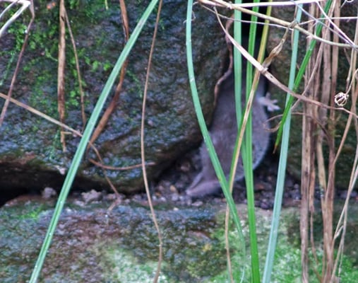 Weißzahn-Spitzmaus in Sandsteinmauer. 27.11.2010 Schwieberdingen Gartenstrasse Kamera: Canon EOS 5D MkII /300x1.5