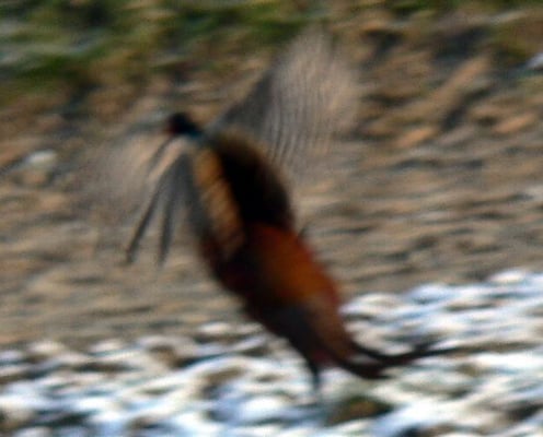 Fasan (Phasianus colchicus) [Foto: bisher nur ein einziges Foto vom Fasan und das auch noch ganz unscharf, in Unterriexingen bei der Frauenkirche, 22.12.2004]
