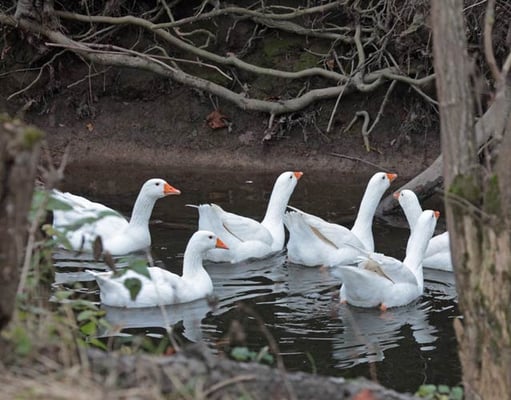 29.11.2009 Schwieberdingen