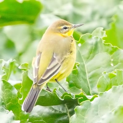 06.09.2015 Hemmingen