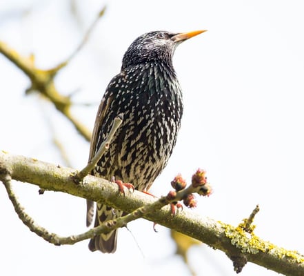 10.04.2015 Schwieberd.