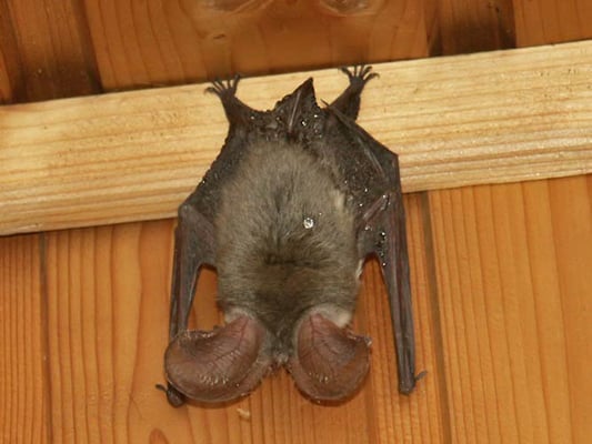 17.7.2003 Schwieberdingen Kamera: Minolta Dimage 7 Foto von Eberhard Häussermann; Der Fußsporn ist so lang, dass er fast die Hälfte der Länge der Schwanzflughaut beträgt 