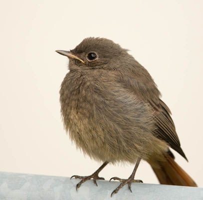 24.05.2015 Schwieberdingen