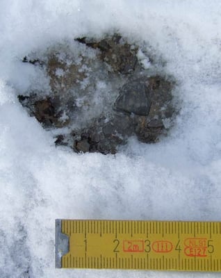 24.11.2008 Hemmingen-Zeilwald Kamera: Fuji Finepix F30; Trittsiegel vomr Fuchs ca. 5,5 cm lang ca. 4 cm breit (andere Füchse sind auch 6,5 cm lang)