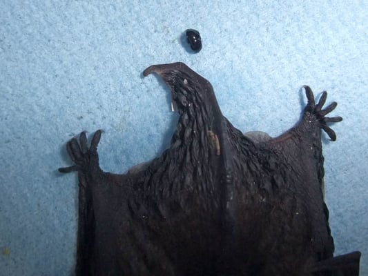 14.7.2009 Hemmingen Seestrasse Kamera: Fuji F100; Die kleine Fledermaus hat einen Fledermauskot produziert